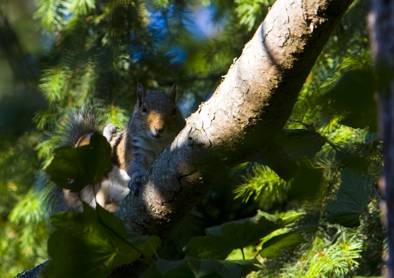 Eastern Gray Squirrel